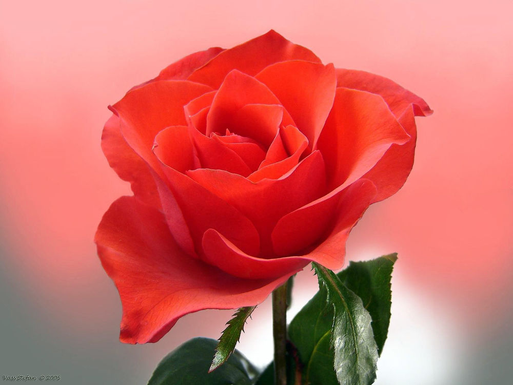 Обои для рабочего стола Красная роза
