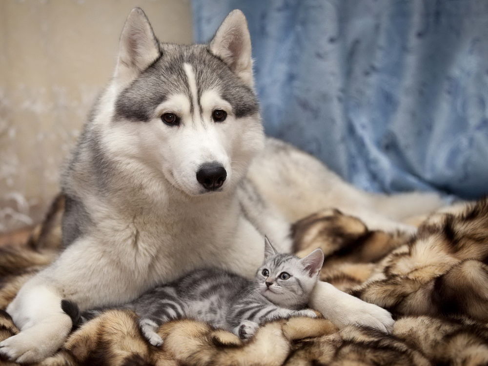 Обои для рабочего стола Хаски заботится о маленьком котенке, став ему второй мамой