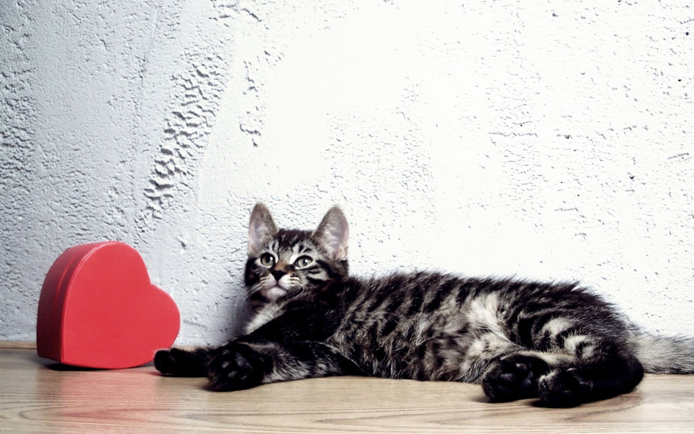 Обои для рабочего стола Довольная кошка лежит около красного сердечка