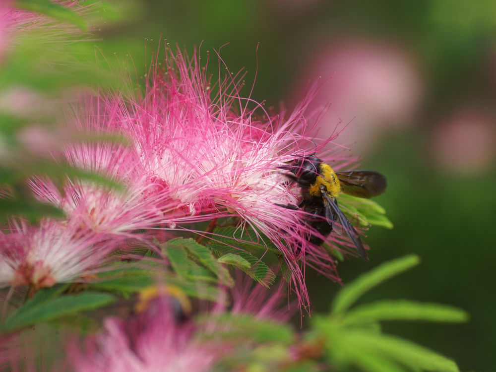 Обои для рабочего стола Пчёлка собирает нектар с цветка