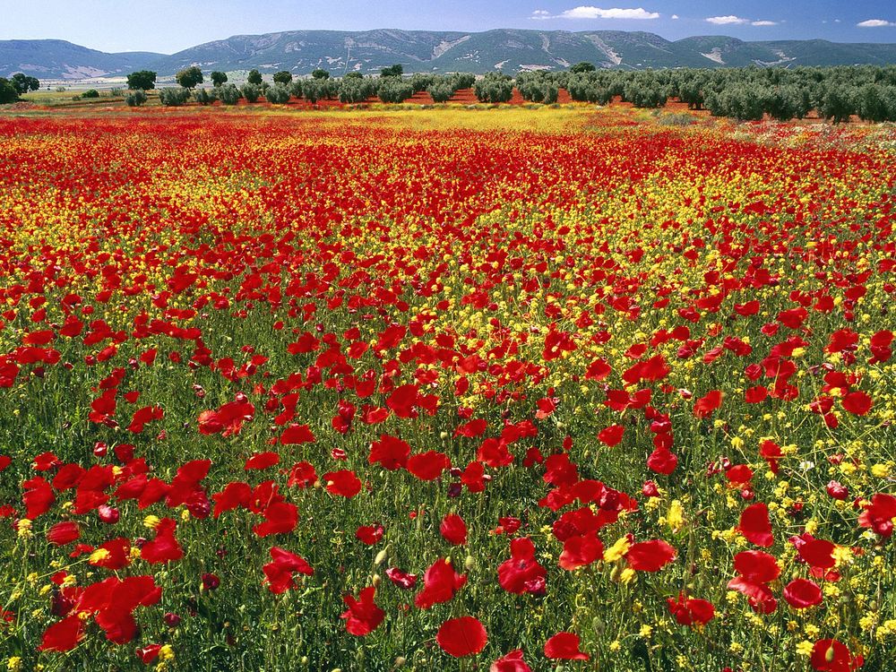 Обои для рабочего стола Маковое поле, Испания / Spain