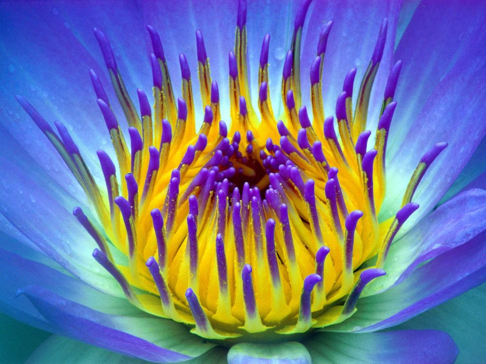Обои для рабочего стола Electric,Water Lily