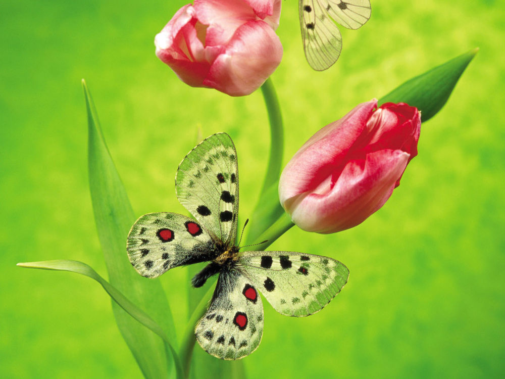 Обои для рабочего стола Бабочки на тюльпанах