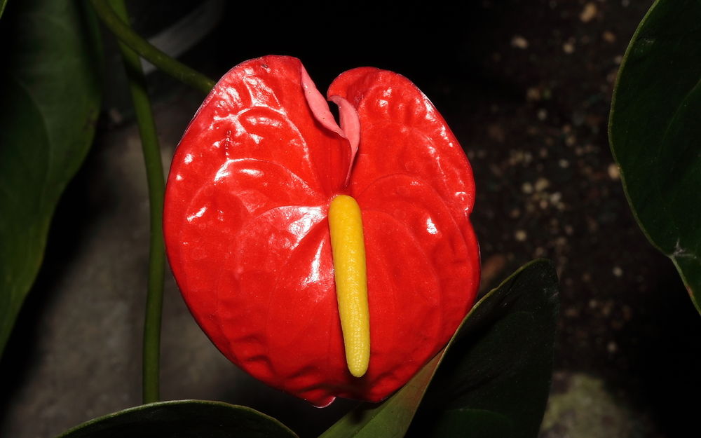 Обои для рабочего стола Антуриум (Anthurium)