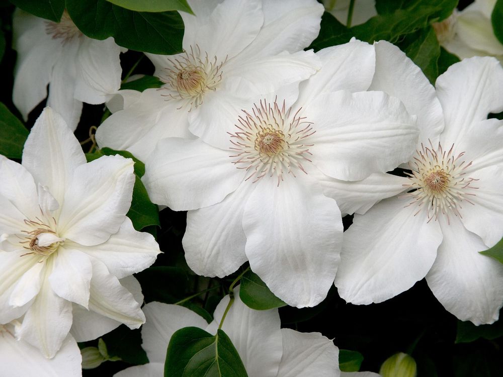 Обои для рабочего стола White Clematis / Белые Клематисы