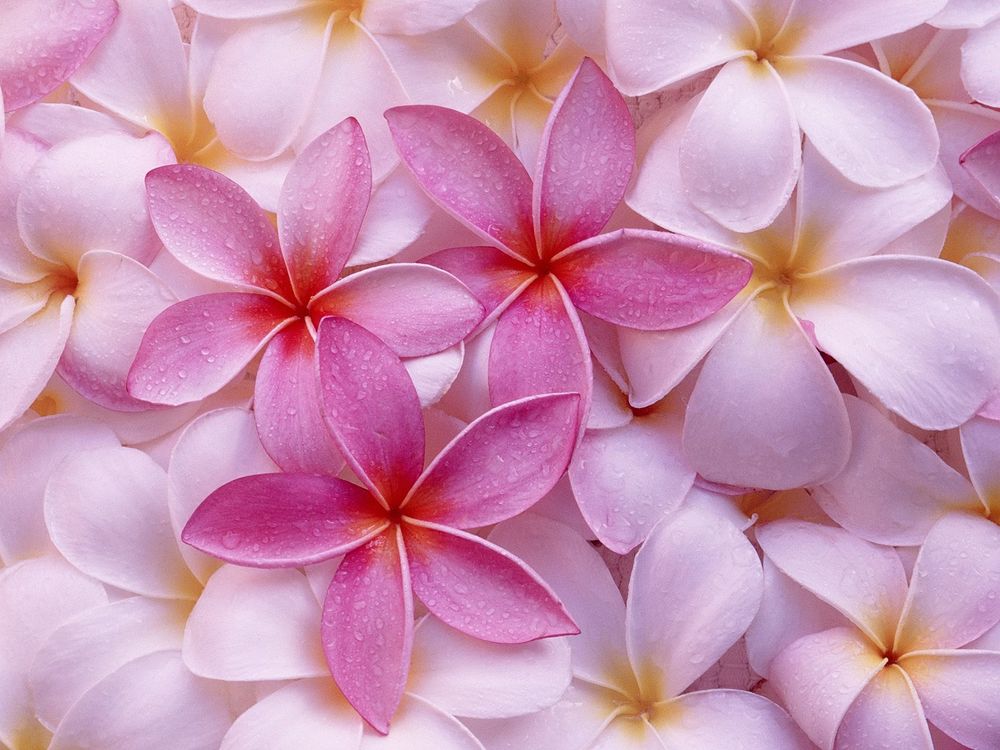 Обои для рабочего стола Розовая Tropical Plumeria / Тропическая Плюмерия