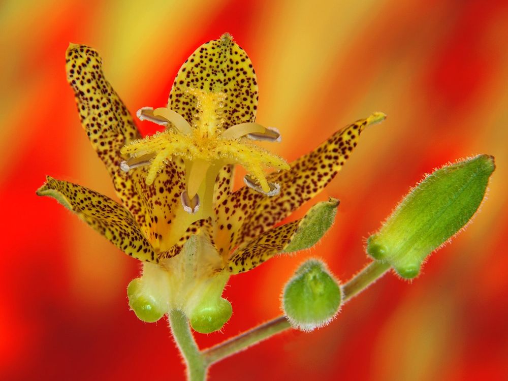 Обои для рабочего стола Toad Lily