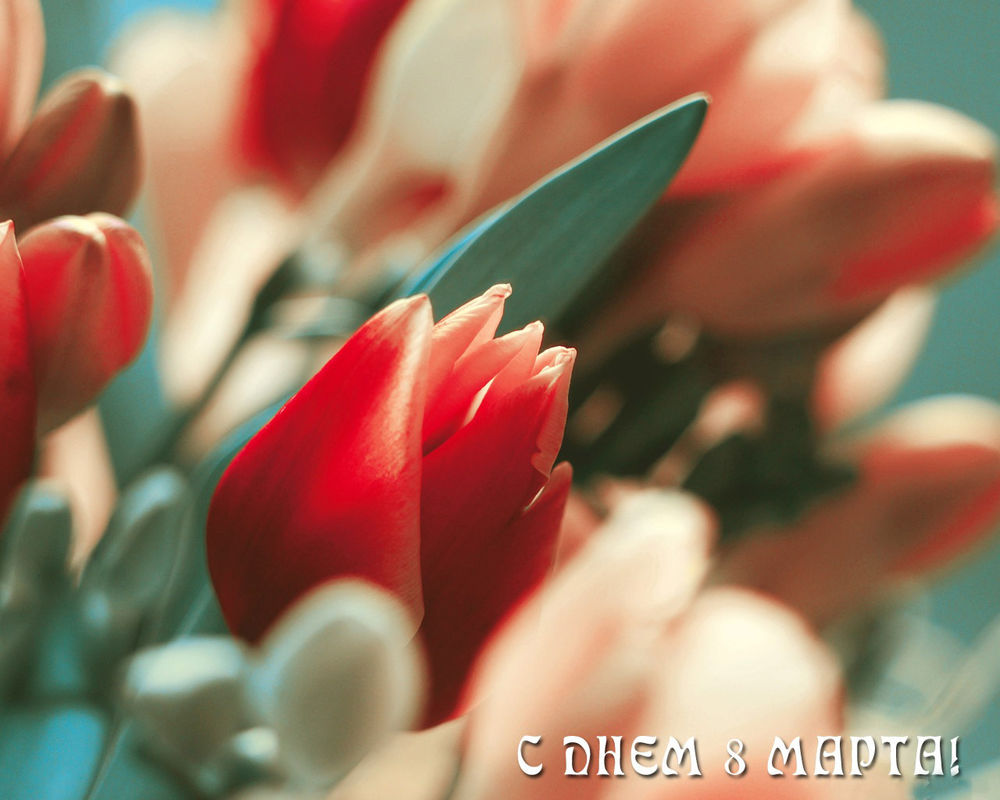 Обои для рабочего стола Расцветающие тюльпаны (С днем 8 марта!)