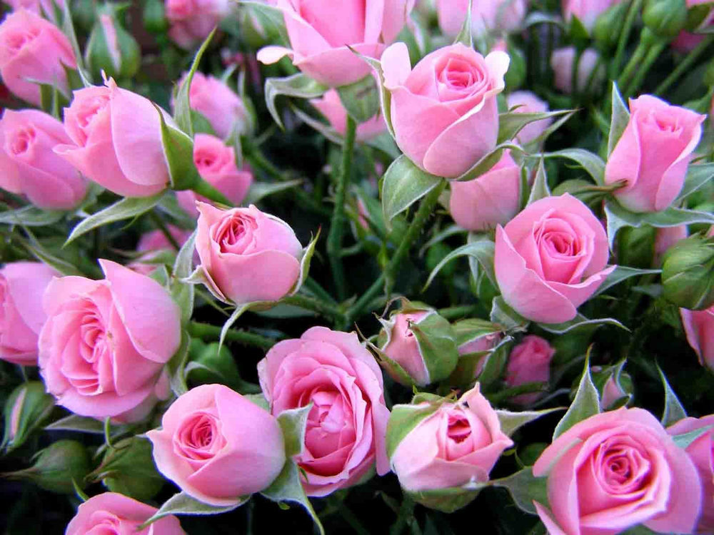 Розовые розы фото