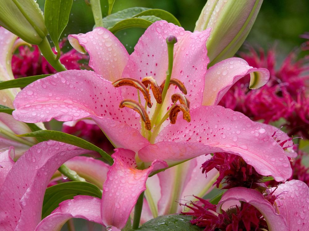 Обои для рабочего стола Asiatic Lily / Розовые Лилии