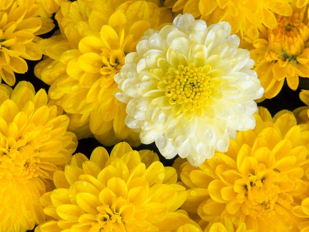 Обои для рабочего стола Желтые и белые георгины (Dahlia)