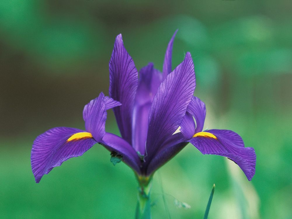 Обои для рабочего стола Domestic Iris / Фиолетовый Ирис