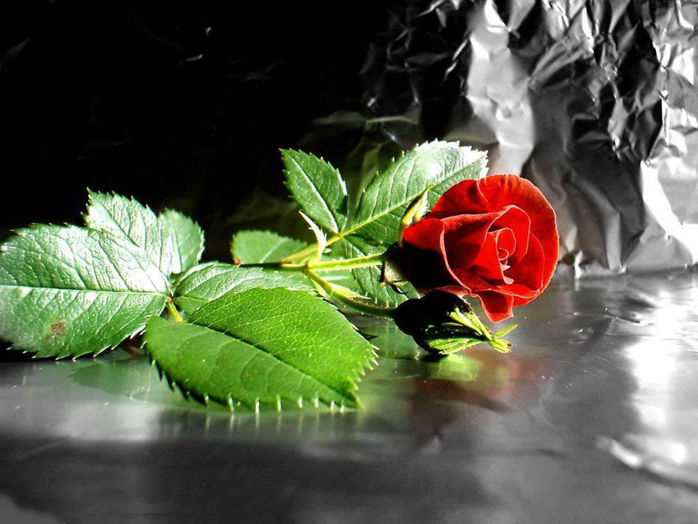 Обои для рабочего стола Цветок красной розы