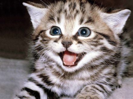 Обои на рабочий стол Котёнок внимательно смотрит раскрыв рот...