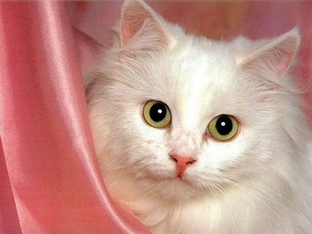 Обои на рабочий стол Киска выглядывает из-за штор