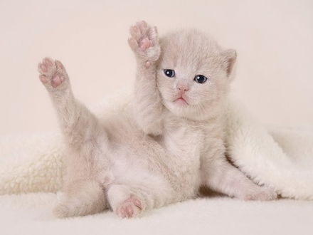 Обои на рабочий стол Утренняя гимнастика у котёнка