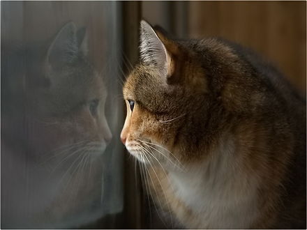 Обои на рабочий стол Киса смотрит в окно