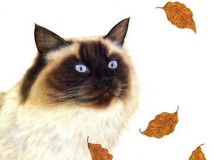 Обои на рабочий стол Сиамский кот и падающие листья