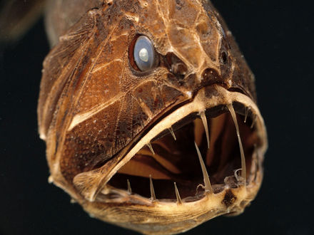 Обои на рабочий стол Viperfish - глубоководная рыба
