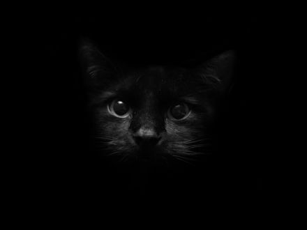 Обои на рабочий стол Черный котенок в темноте