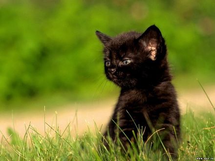 Обои на рабочий стол Черный котенок сидит в травке