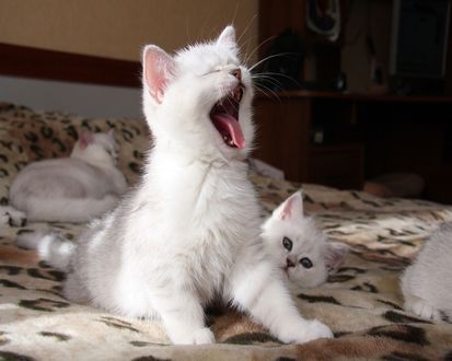 Обои на рабочий стол Белые котята, один из которых сладко зевает