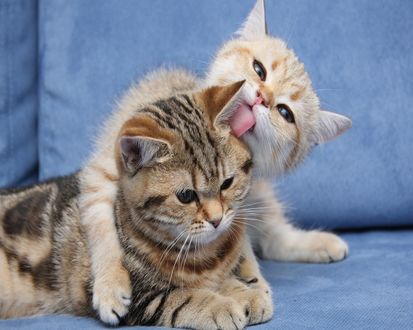 Обои на рабочий стол Котята играются
