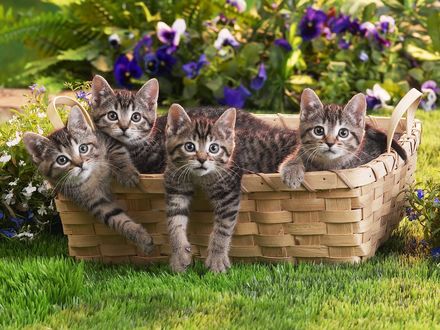 Обои на рабочий стол Котята любопытно выглядывают из корзинки