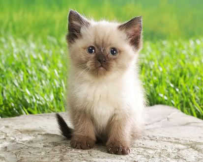 Обои на рабочий стол Очень милый котёнок
