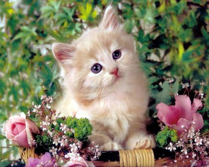 Обои на рабочий стол Котёнок в цветах