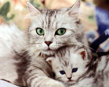 Обои на рабочий стол Кошка с котёнком