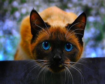 Обои на рабочий стол Красивый сиамский кот