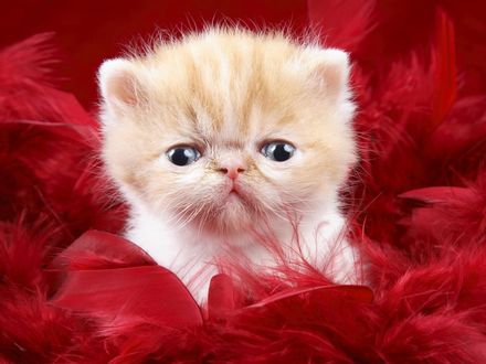 Обои на рабочий стол Котёнок в перьях