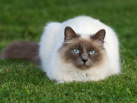 Обои на рабочий стол Сиамский кот на траве