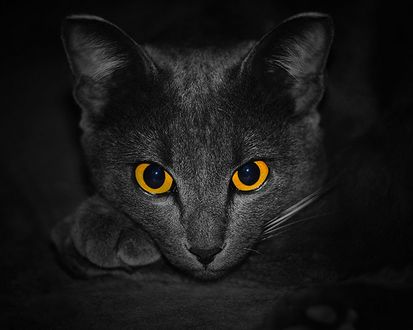Обои на рабочий стол Пристальный взгляд Русской голубой кошки