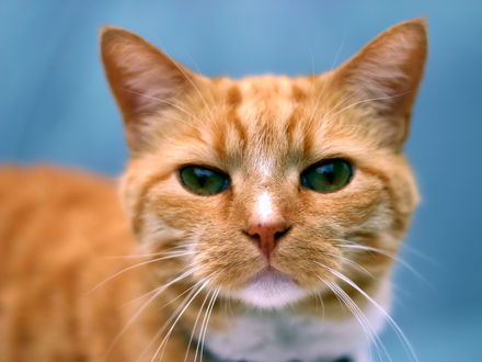 Обои на рабочий стол Рыжий кот
