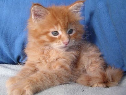 Обои на рабочий стол Симпатичный рыжий котёнок