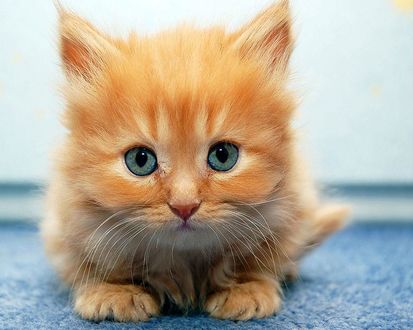 Обои на рабочий стол Симпатичный рыжий котёнок