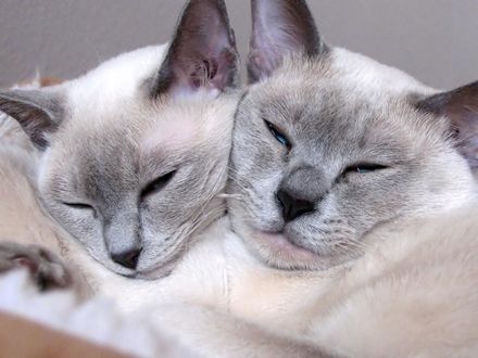 Обои на рабочий стол Спящие кошки