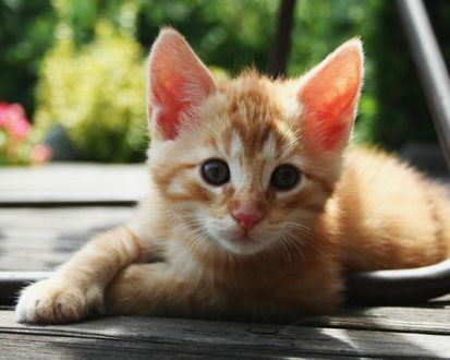 Обои на рабочий стол Симпатичный рыжий котёнок
