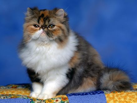 Обои на рабочий стол Персидский кот
