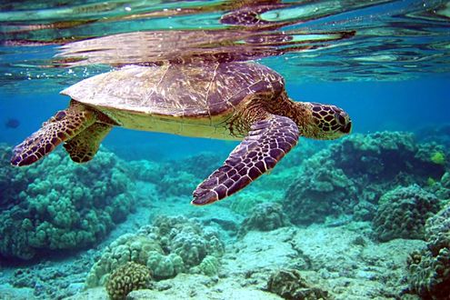Обои на рабочий стол Морская черепаха