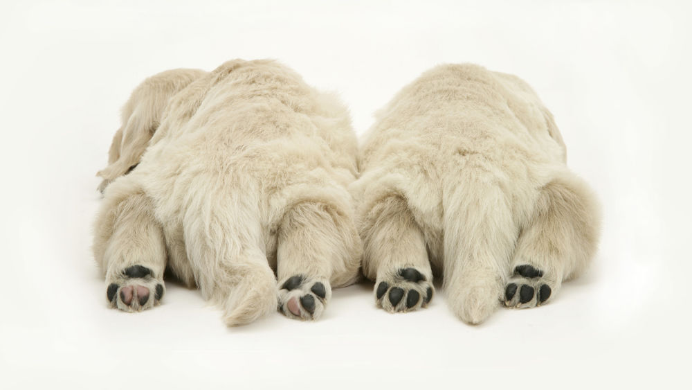 Обои для рабочего стола Белае медведи спят вповалку