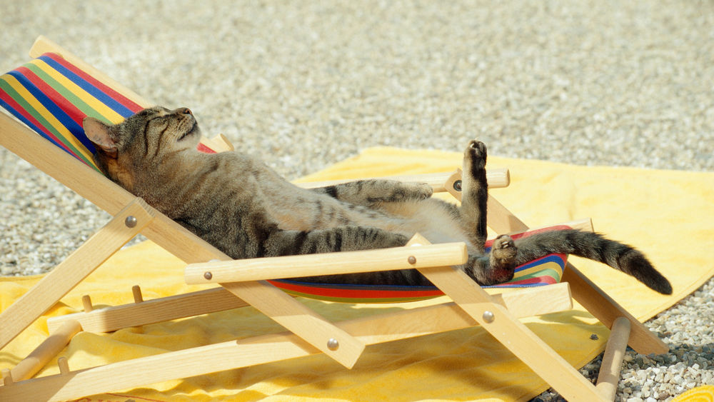 Обои для рабочего стола Кошка загорает в лежаке