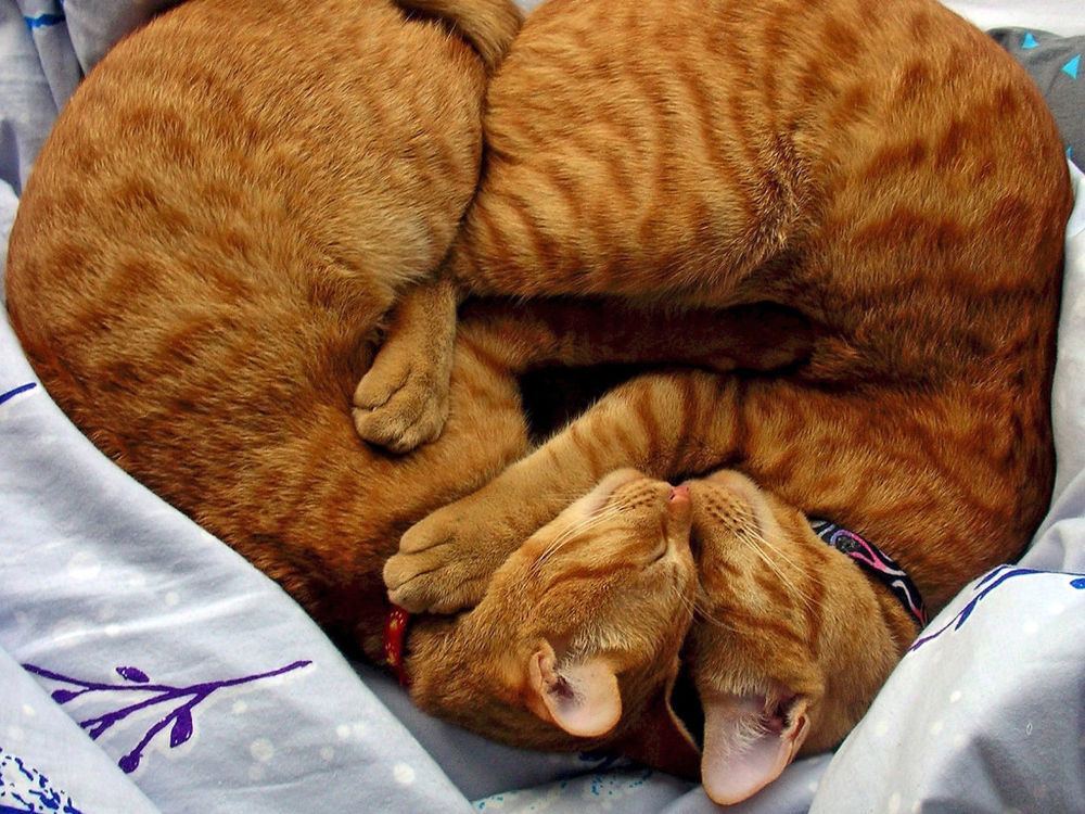 Обои для рабочего стола Два рыжих кота спят обнявшись