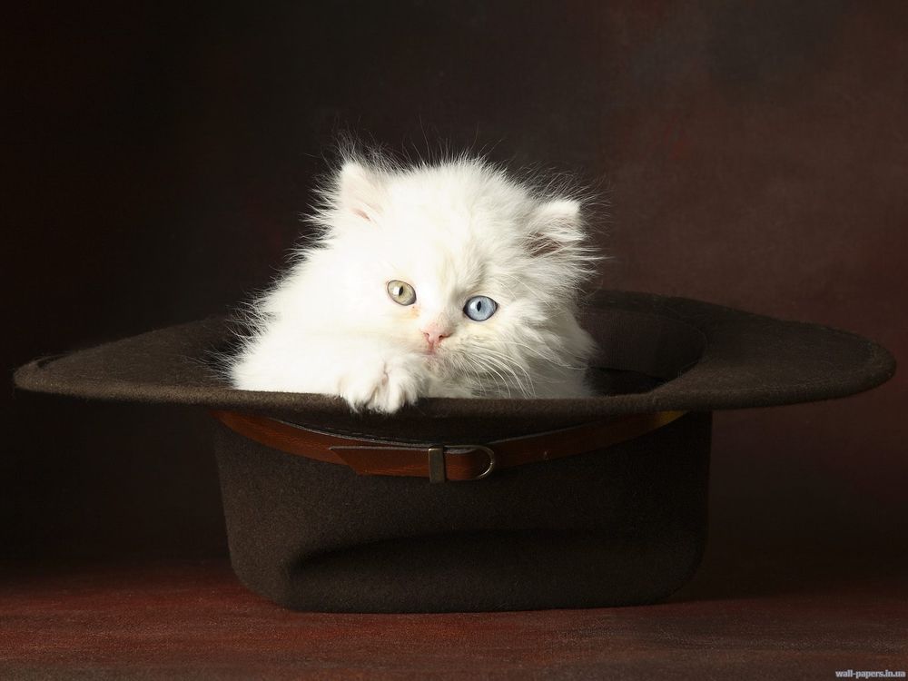 Обои для рабочего стола Котёнок в шляпе с разноцветными глазами