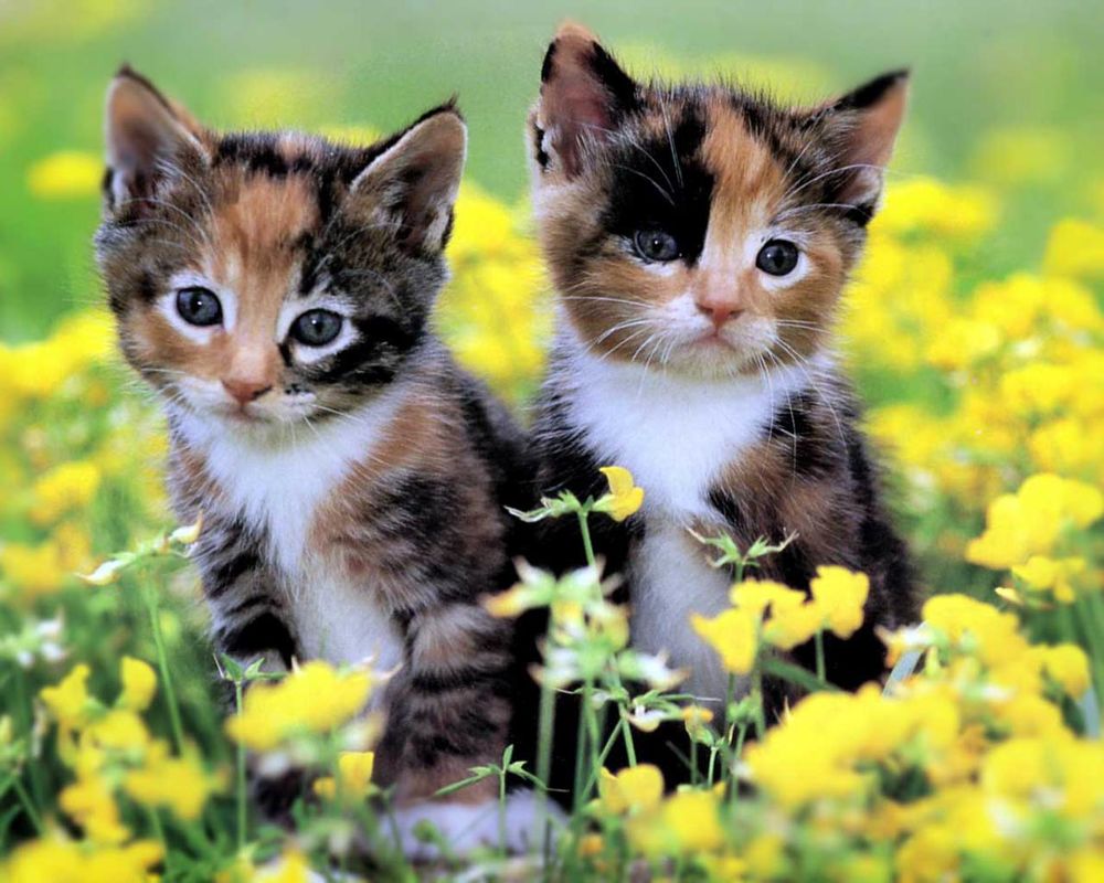 Обои для рабочего стола Два котёнка на цветочной поляне