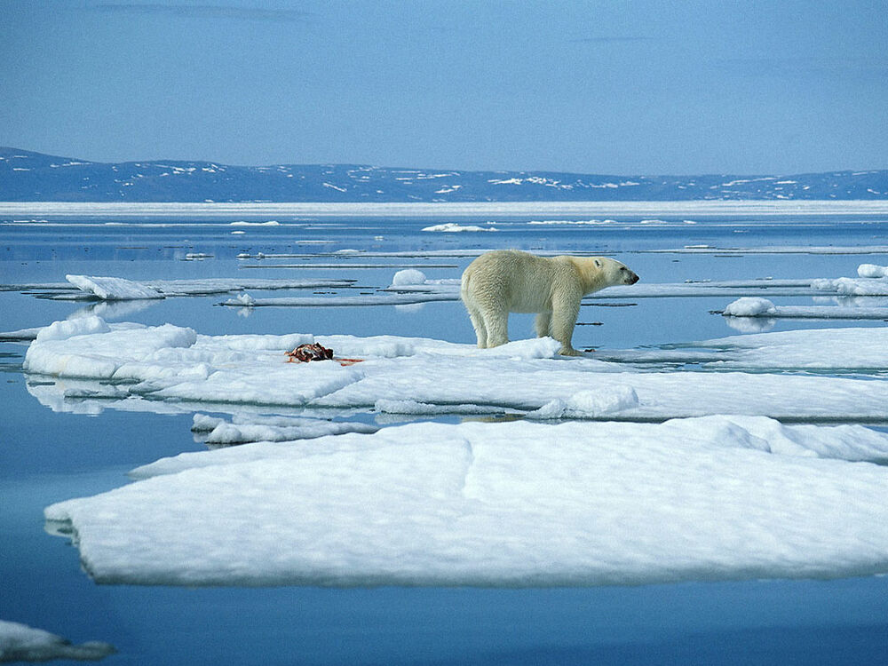 Обои для рабочего стола Белый медведь дрейфует на льдине