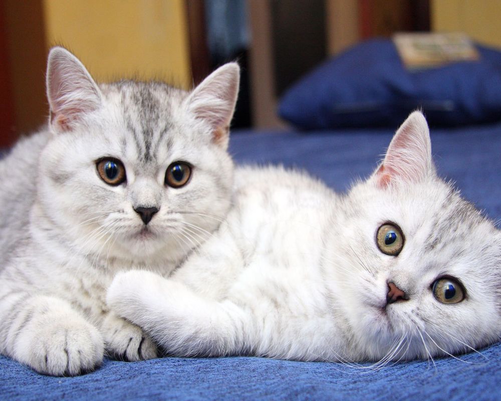 Обои для рабочего стола Два симпатичных серых котёнка