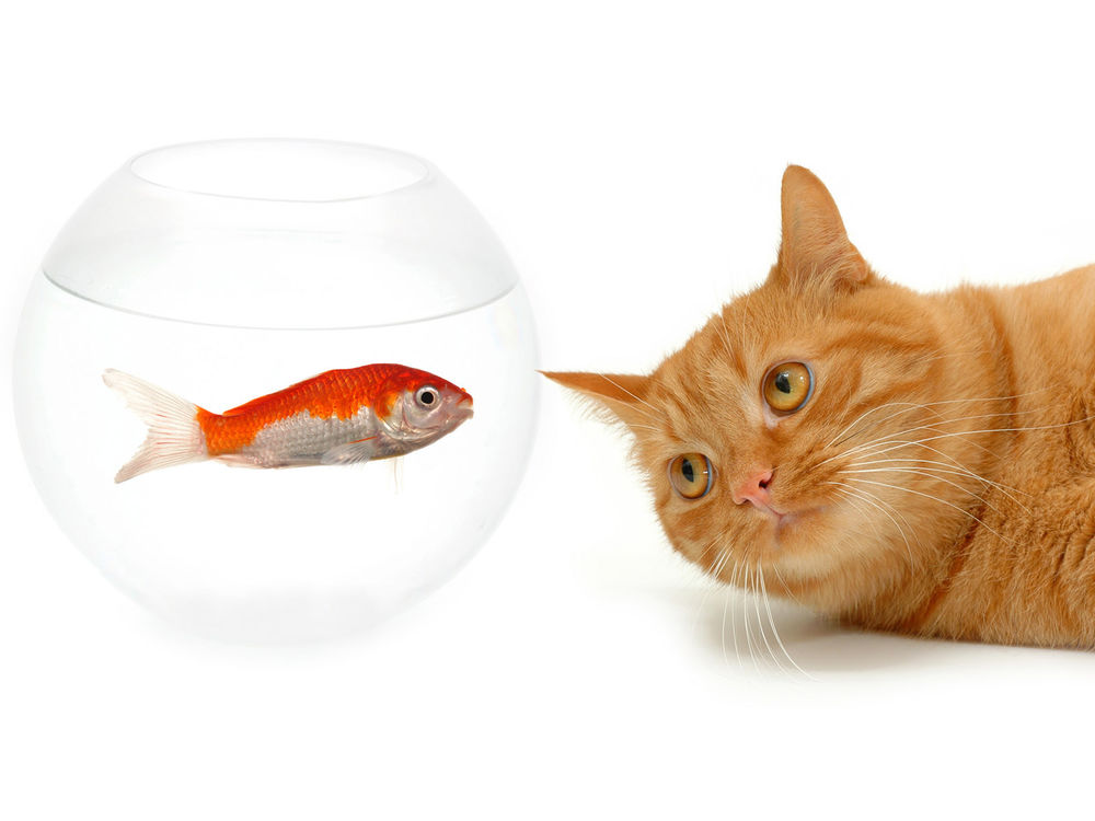 Обои для рабочего стола Кот и рыбка